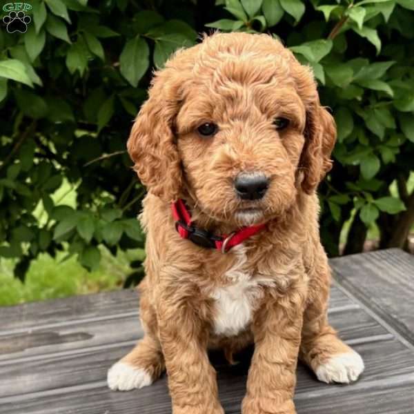 Mr. Red, Mini Goldendoodle Puppy